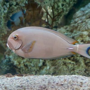 Palelipped Surgeonfish (Acanthurus leucocheilus)