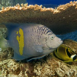 Yellowbar Angelfish (Pomacanthus maculosus) and Raccoon Butterflyfish (Chaetodon lunula)