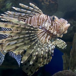 Red Lionfish (Pterois volitans)