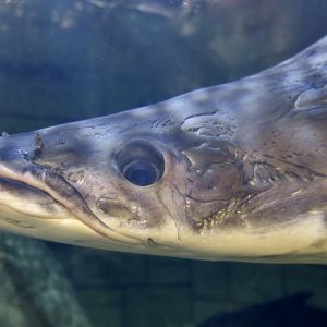 Arapaima (Arapaima gigas)