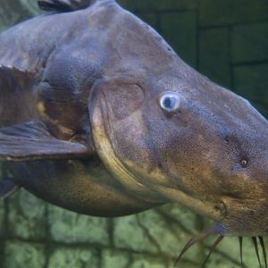 Ripsaw Catfish (Oxydoras niger)