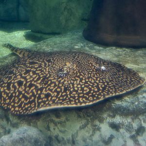 Tiger River Stingray (Potamotrygon tigrina)