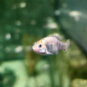 Hybrid Devil's Hole Pupfish (Cyprinodon diabolis x ?)