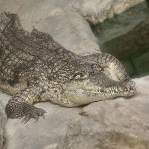 Australian Freshwater Crocodile (Crocodylus johnstoni)
