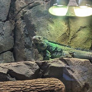 Grand Cayman Blue Iguana "Yondu"