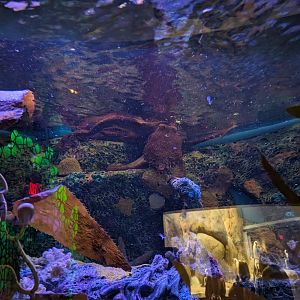 Giant Pacific Octopus