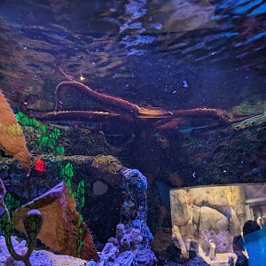 Giant Pacific Octopus