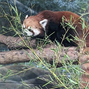 Red Panda "Miso"