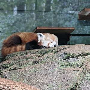 Red Panda "Azula"