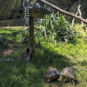 Ring-tailed Lemurs and Radiated Tortoises