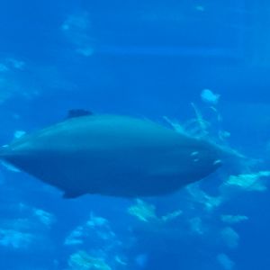 Fish id - Epcot Aquarium May 2024