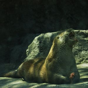 Neotropical otter