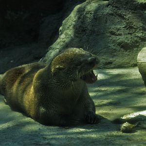 Neotropical otter