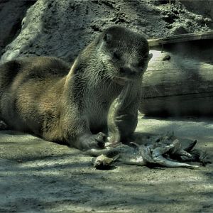 Neotropical otter