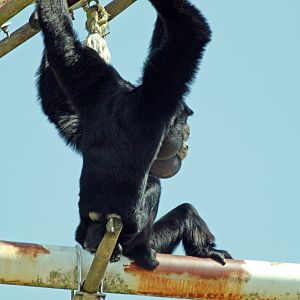 Siamang