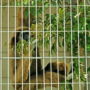 Mūller’s Bornean gibbon