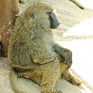 Anubis baboon