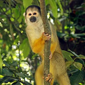 Bolivian squirreal monkey