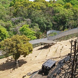 View of Japanese macaque enclosure