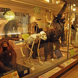 Primate museum