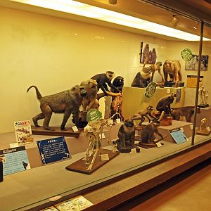 Primate museum