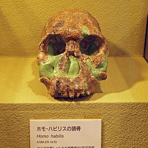 Homo habilis skull