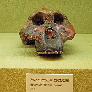 Australopithecus boisei skull