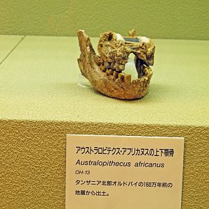 Australopithecus africanus lower jaw
