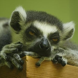 Ring-tailed lemur