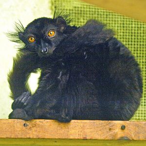 Male black lemur