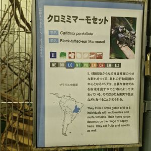 Signage in Callithrichid house