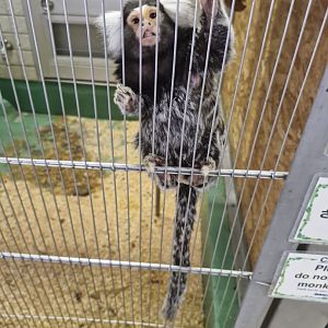 Common marmoset