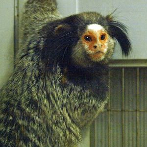 Black-tufted ear marmoset