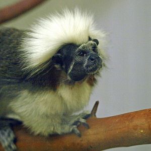 Cotton top tamarin