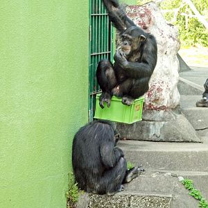 Chimpanzees