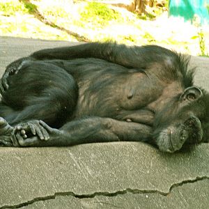 Chimpanzee