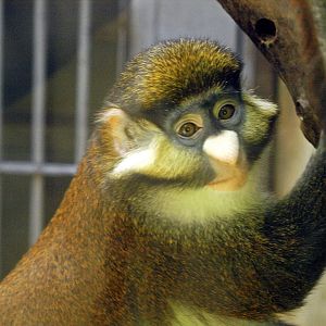 Red tailed guenon