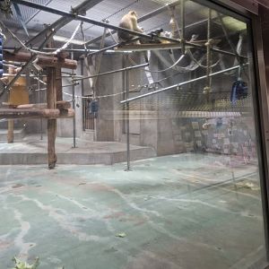 Indoor barbary macaque area