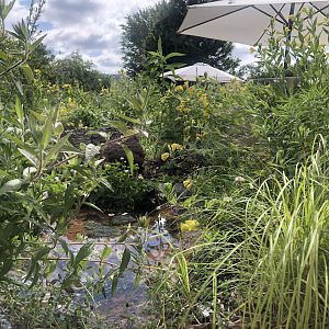 Native Turtle Exhibit