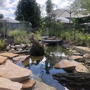 Native Turtle Exhibit