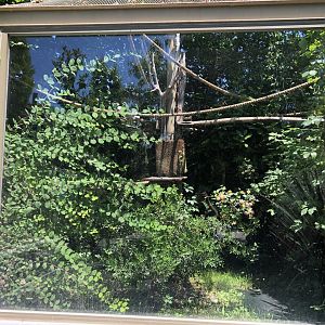 Emperor tamarin outdoor exhibit