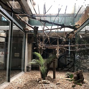 Emperor tamarin indoor exhibit