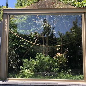 Red handed tamarin outdoor exhibit