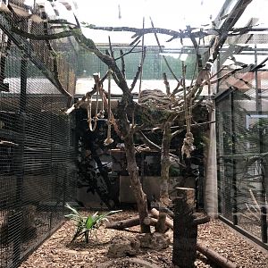 Red handed tamarin indoor exhibit
