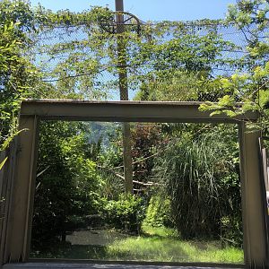 White faced saki outdoor exhibit