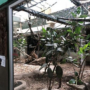 White faced saki indoor exhibit