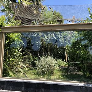 Common squirrel monkey exhibit