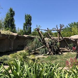 Ring tailed coati exhibit (1)