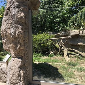 Ring tailed coati exhibit (2)