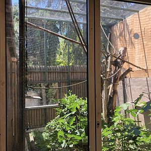 Old outdoor capuchin exhibit